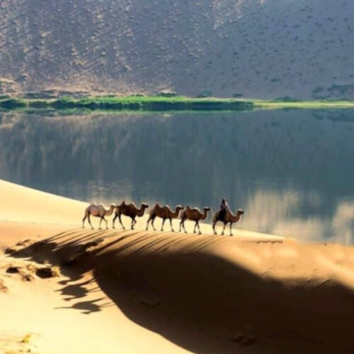 Camels crossing a dune above one of the salt lakes at Siwa