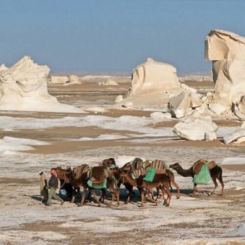 Camels resting among the white chalk formations of the White Desert