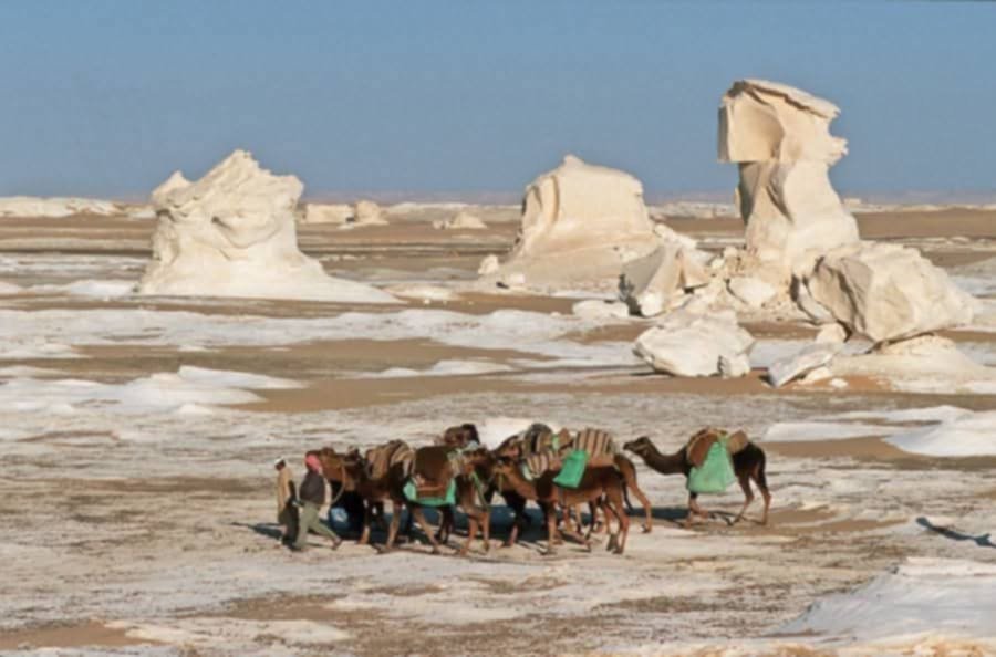 Camels resting among the white chalk formations of the White Desert