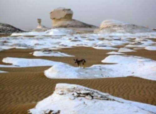 White chalk outcrops scattered across the orange sand of the White Desert