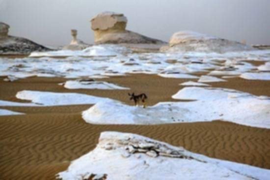 White chalk outcrops scattered across the orange sand of the White Desert
