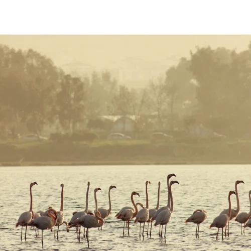 A line of flamingos wading in the shallows of Lake Qarun in the Fayoum, palms in the haze behind