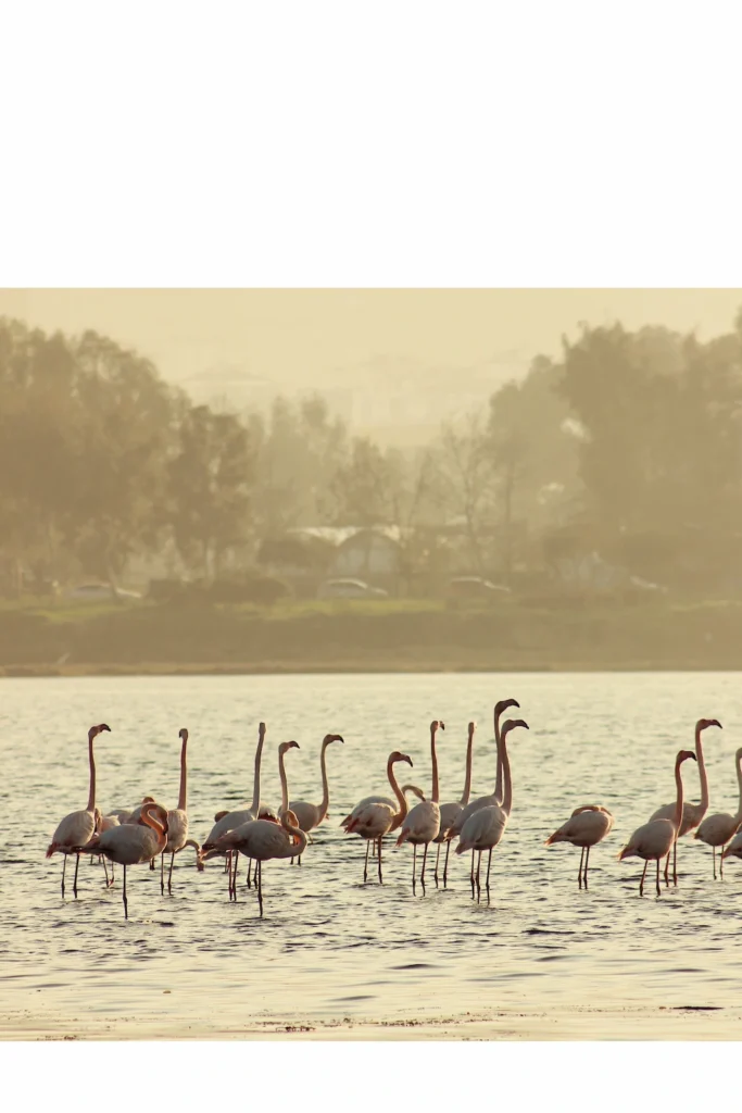 egypt-birding-tour-flamingos-fayoum-lake
