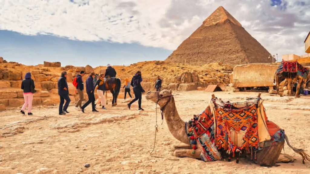 Camels resting before the pyramids of Giza with visitors on the plateau