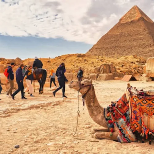 Camels resting before the pyramids of Giza with visitors on the plateau